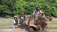 Wisatawan juga diizinkan berfoto di atas gajah. Gajah-gajah di CRU ini dapat melakukan atraksi sesuai perintah mahout (Agus Setyadi/detikSumut)