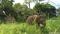 Di CRU DAS Peusangan terdapat tiga gajah betina jinak yang diberi nama  Mega, Septi dan Oxin. CRU DAS ini terletak di Negeri Antara, Kecamatan Pintu Rime Gayo, Bener Meriah, Provinsi Aceh. (Agus Setyadi/detikSumut)