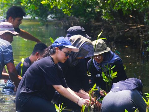 Aksi menanam mangrove di Teluk Naga, Tangerang