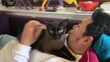 Kisah Pria Kerja di AS Jadi Penjaga Kucing, Santai-santai Sehari Dapat Sejuta
