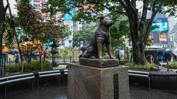 Terakhir, ada patung Hatchiko di dekat persimpangan paling sibuk Jepang di Shibuya. Cerita sedih yang mendunia ini mengisahkan seekor anjing Akita bernama Hatchiko yang selalu menunggu kepulangan tuannya yakni Profesor Ueno. Mesi tuannya sudah meninggal pada 1925, Hatchiko selalu setia menunggu di depan Stasiun Shibuya sampai kematiannya sendiri 10 tahun kemudian.