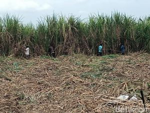 Duduk Bareng 2 Menteri hingga Kepala Bapanas, Petani Tebu Minta Ini