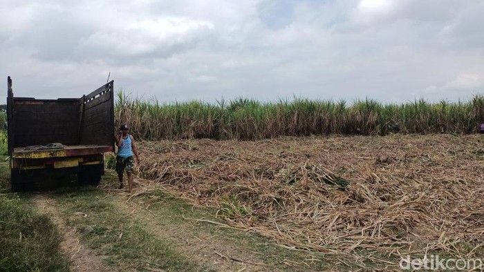 Lahan tempat tebu ditebang berujung kades di Jember jadi tersangka
