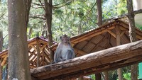 Ya, daya tarik utama dari objek wisata ini adalah spesies monyet ekor panjang yang hidup secaraliar. Jumlah monyet di sini ada 40 ekor. Konon katanya, populasi monyet ekor panjang di obyek wisata ini tidak bertambah atau berkurang. (Wisma Putra/detikcom)