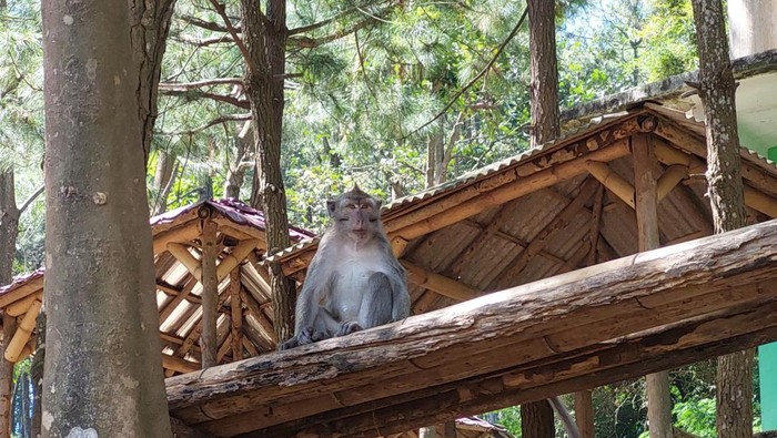 Monyet Ekor Panjang di Karang Gantungan