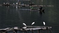 Danau Laut Tawar berlokasi di Dataran Tinggi Gayo, Takengon, Aceh Tengah, Aceh.