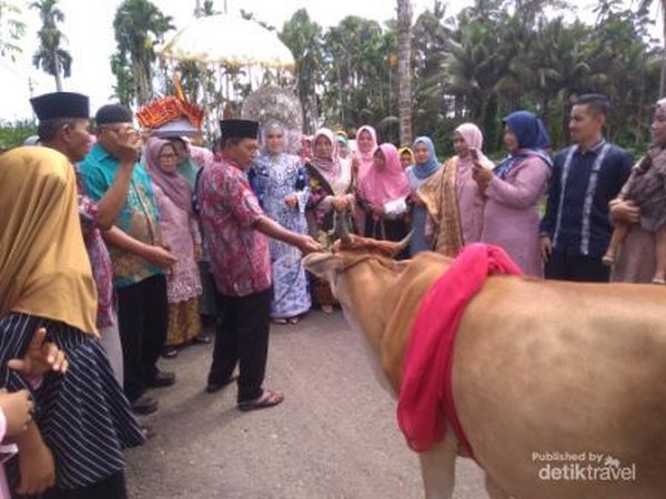 Sapi betina diserahkan kepada mempelai yang berbahagia