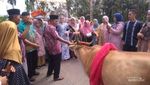 Mengenal Tradisi Giring Sapi Saat Nikahan di Sumatera Barat
