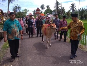 Mengenal Tradisi Giring Sapi Saat Nikahan di Sumatera Barat