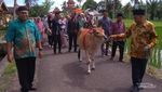Mengenal Tradisi Giring Sapi Saat Nikahan di Sumatera Barat
