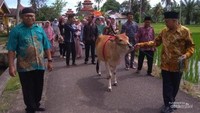 Seekor sapi betina digiring menuju lokasi pesta