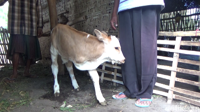 anak sapi kaki tiga