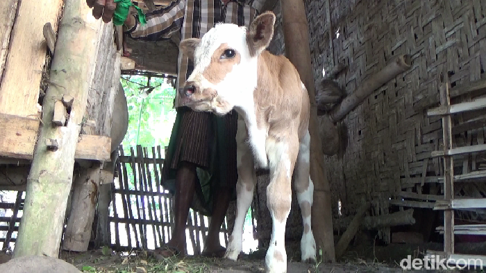 anak sapi kaki tiga