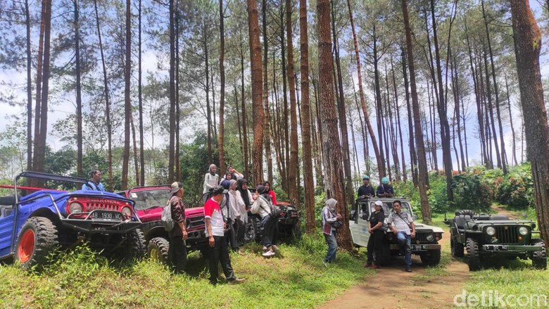 Desa Tlogoguwo Suasana hutan pinus Kalilo.