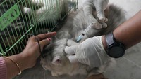 Petugas medis melakukan vaksinasi rabies pada salah satu kucing. Peringatan Hari Rabies Sedunia dilakukan untuk meningkatkan kesadaran masyarakat akan pencegahan dan pengendalian penyakit rabies.