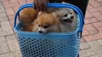 Seorang warga membawa anjing-anjing kesayangannya menggunakan keranjang berwarna biru untuk divaksinasi.