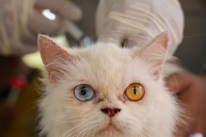 An official gives the rabies vaccine to a dog during a world rabies day campaign in Jakarta, Indonesia, Wednesday, Sept. 28, 2022. (AP Photo/Achmad Ibrahim)