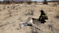 Tidak hanya gajah, hewan lainnya seperti kuda zebra juga ditemukan mati di Taman Nasional Samburu.