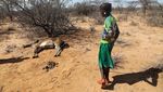 Potret Pilu Gajah dan Zebra Mati Akibat Kekeringan di Kenya