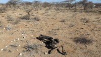 Seperti diketahui, Kenya dilanda kekeringan terburuk dalam empat dekade. Akibatnya satwa liar di sana terancam punah.