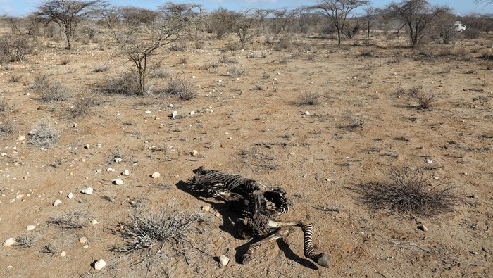 Kasihan, Gajah hingga Zebra Mati Akibat Kekeringan di Kenya Kekeringan mengakibatkan sejumlah hewan seperti gajah hingga zebra mati di Kenya.