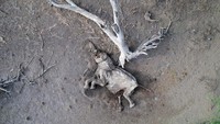 Seekor gajah ditemukan mati akibat kekeringan yang melanda Kenya, Kamis, (22/9/2022).