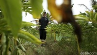 Sarno mengatakan ada sejumlah pekerjaan rumah yang mesti segera diselesaikan oleh para pemangku kepentingan untuk memaksimalkan potensi porang. Sebab kalau lambat semangat para petani untuk menanam porang di daerah perbatasan seperti Jagoi Babang, Siding, dan Seluas bisa luntur.