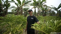 Keuntungan tersebut sama sekali tidak menutup modal yang harus dikeluarkan oleh para petani porang yang berada di Jagoi Babang. Sebab untuk melakukan proses penanaman, perawatan, hingga panen porang membutuhkan dana yang tidak sedikit.