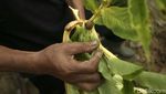 Kasihan! Petani Porang Kalbar Gagal Raup Cuan