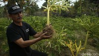 Sebelum anjlok harga porang tembus sampai Rp 14 ribu per kilo kini berada di angka sekitar Rp 2 ribu - 3 ribu per kilo. Anjloknya harga porang pun menghadirkan kerugian yang cukup besar bagi para petani. Sarno menuturkan dirinya harus menanggung kerugian mencapai ratusan juta rupiah.