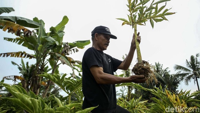 Petani porang di Jagoi Babang, Kalimantan Barat, gagal mendapatkan untung. Hal ini karena anjloknya harga porang disebabkan karena China menutup pintu ekspor.