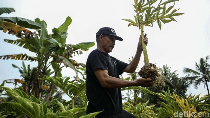 Kasihan! Petani Porang Kalbar Gagal Raup Cuan Petani porang di Jagoi Babang, Kalimantan Barat, gagal mendapatkan untung. Hal ini karena anjloknya harga porang disebabkan karena China menutup pintu ekspor.