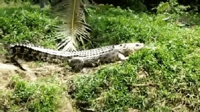Kemunculan Euis, buaya Sukabumi.