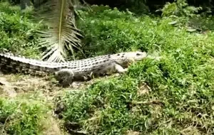 Warga Diminta Waspada Kemunculan Si Euis di Sungai Cikaso Sukabumi