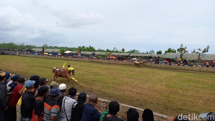 Persiapan menjelang ajang Karapan Sapi Piala Presiden 2022 di Bangkalan
