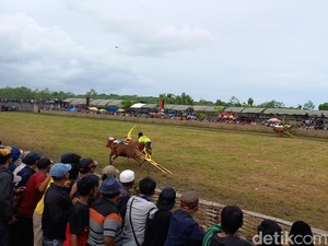 24 Pasang Sapi Bakal Adu Cepat Karapan Sapi Piala Presiden di Bangkalan