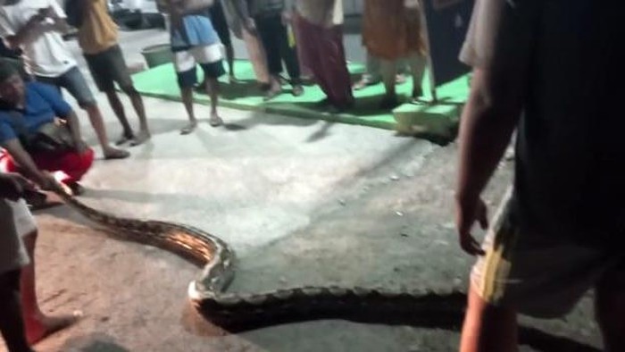 Piton 6 meter ditangkap warga di Mamuju.