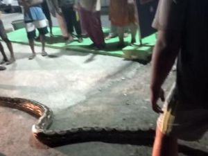 Piton 6 Meter di Mamuju Dievakuasi Warga gegara Masuk ke Permukiman
