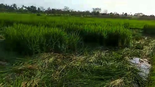 Sawah warga di Lombok Barat dirusak OTK