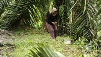 Berbeda dengan Wati. Desi dan Lara hanya bertugas untuk memungut buah sawit yang berjatuhan di dekat pohon, keduanya lantas memasukkan ke dalam karung.