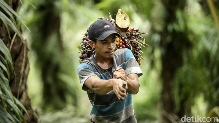 Meskipun usianya tidak lagi muda, seorang buruh sawit wanita bernama Wati (44) di Kalimantan Barat tetap semangat menyelesaikan pekerjaan. Ini potretnya.