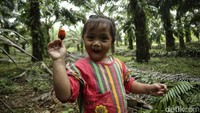 Lara merupakan cucu dari Wati yang ikut mencari reruntuhan sawit di kebun.