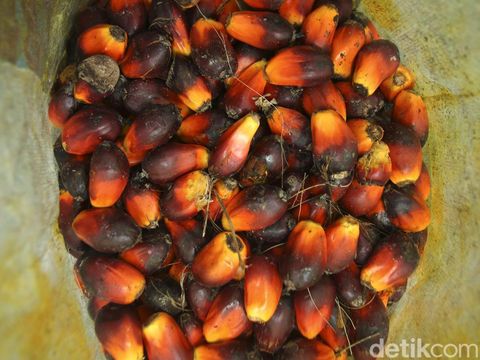 Meskipun usianya tidak lagi muda, seorang buruh sawit wanita bernama Wati (44) di Kalimantan Barat tetap semangat menyelesaikan pekerjaan. Ini potretnya.