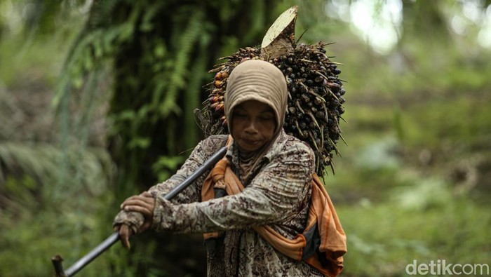Meskipun usianya tidak lagi muda, seorang buruh sawit wanita bernama Wati (44) di Kalimantan Barat tetap semangat menyelesaikan pekerjaan. Ini potretnya.