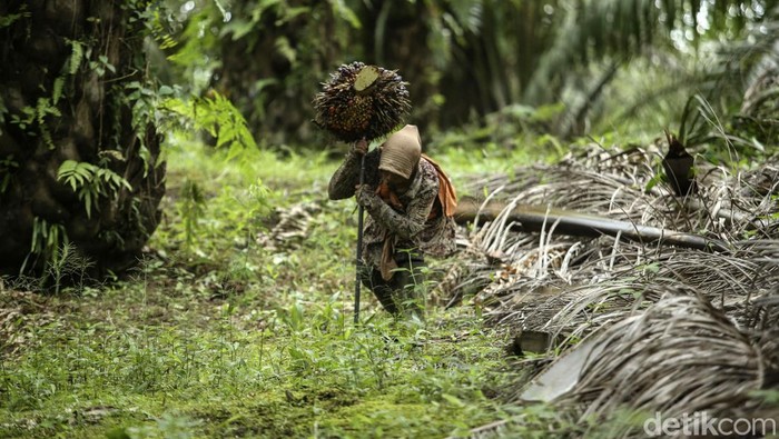 Meskipun usianya tidak lagi muda, seorang buruh sawit wanita bernama Wati (44) di Kalimantan Barat tetap semangat menyelesaikan pekerjaan. Ini potretnya.