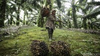 Selain menjadi buruh sawit wanita, Wati merupakan seorang transmigran asal Pangandaran, Jawa Barat, yang memutuskan untuk merantau ke Kalimantan Barat sejak 9 tahun lalu.