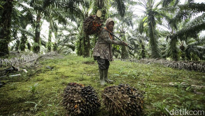 Meskipun usianya tidak lagi muda, seorang buruh sawit wanita bernama Wati (44) di Kalimantan Barat tetap semangat menyelesaikan pekerjaan. Ini potretnya.