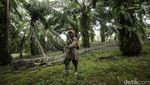 Semangat Petani Sawit Wanita di Kalimantan Barat