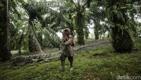 Wati mengatakan setiap hari harus memulai pekerjaan sejak jam 7 pagi hingga jam 4 sore. Adapun pekerjaan yang dilakukan yakni perawatan kebun hingga panen sawit.