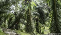 Desi dan Lara juga turut dibantu sang ayah yang bertugas memotong buah sawit dari pohonnya.